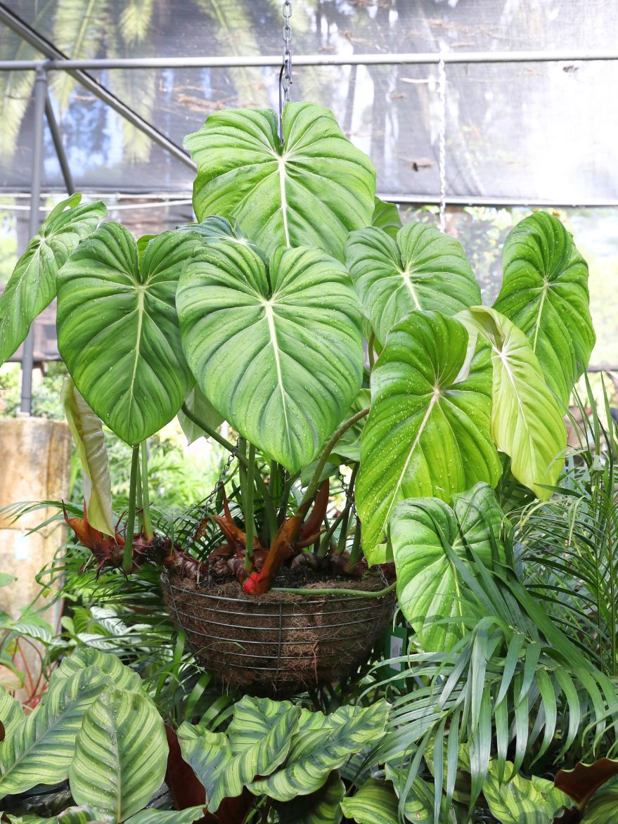 philodendron dean mcdowell for sale Philodendron 'Dean McDowell' – The Palms Sydney