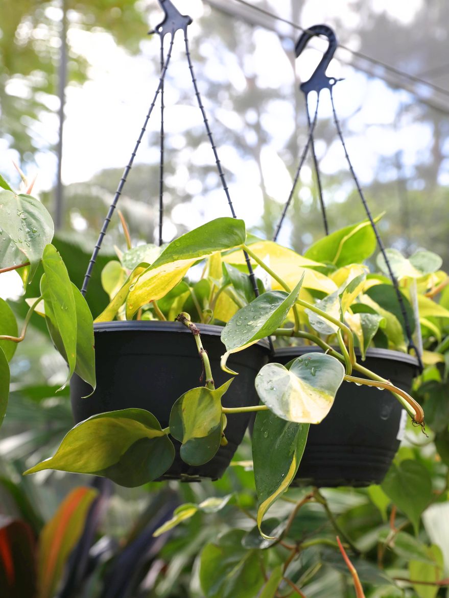 Philodendron hederaceum 'Brasil' (Heartleaf philodendron)