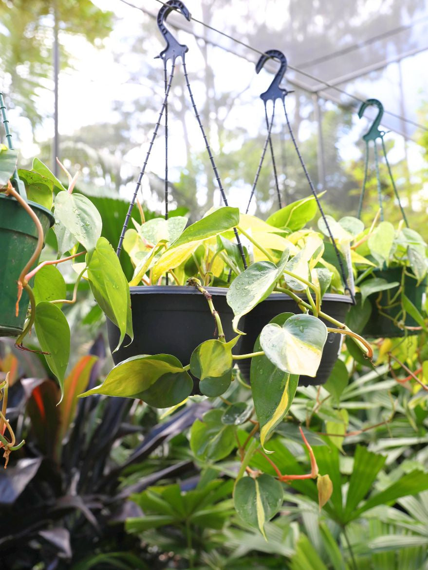 Philodendron hederaceum 'Brasil' (Heartleaf philodendron)