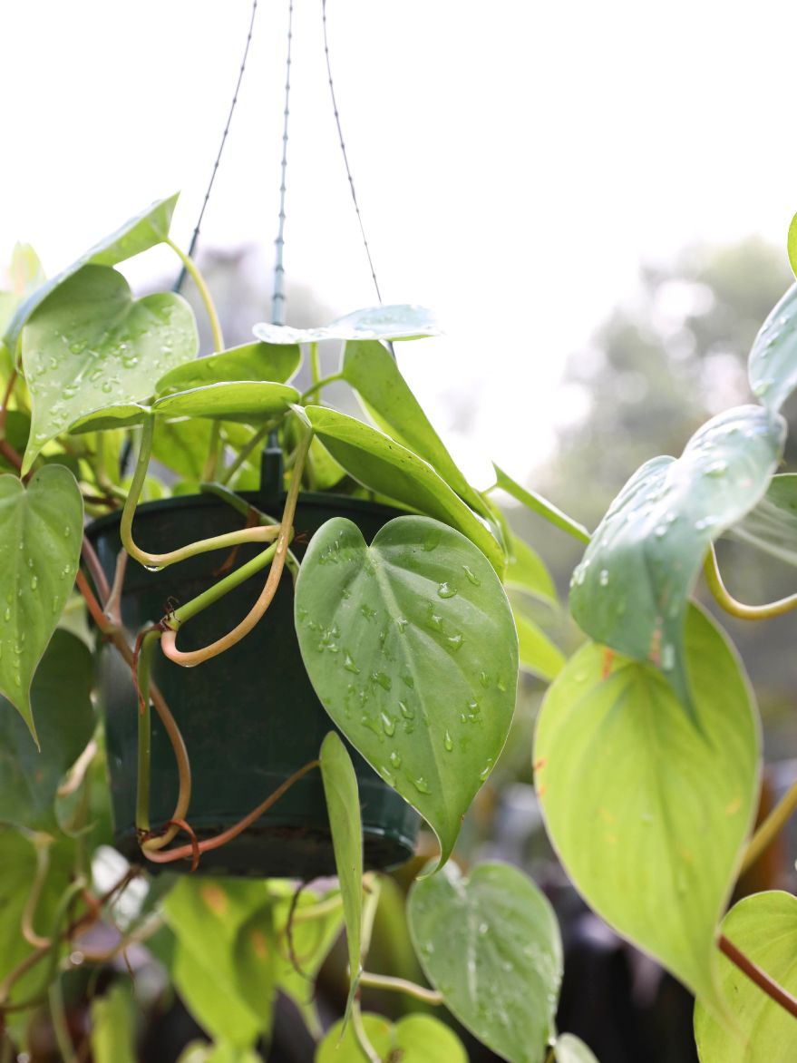 Philodendron cordatum (Heart Leaf Philodendron)