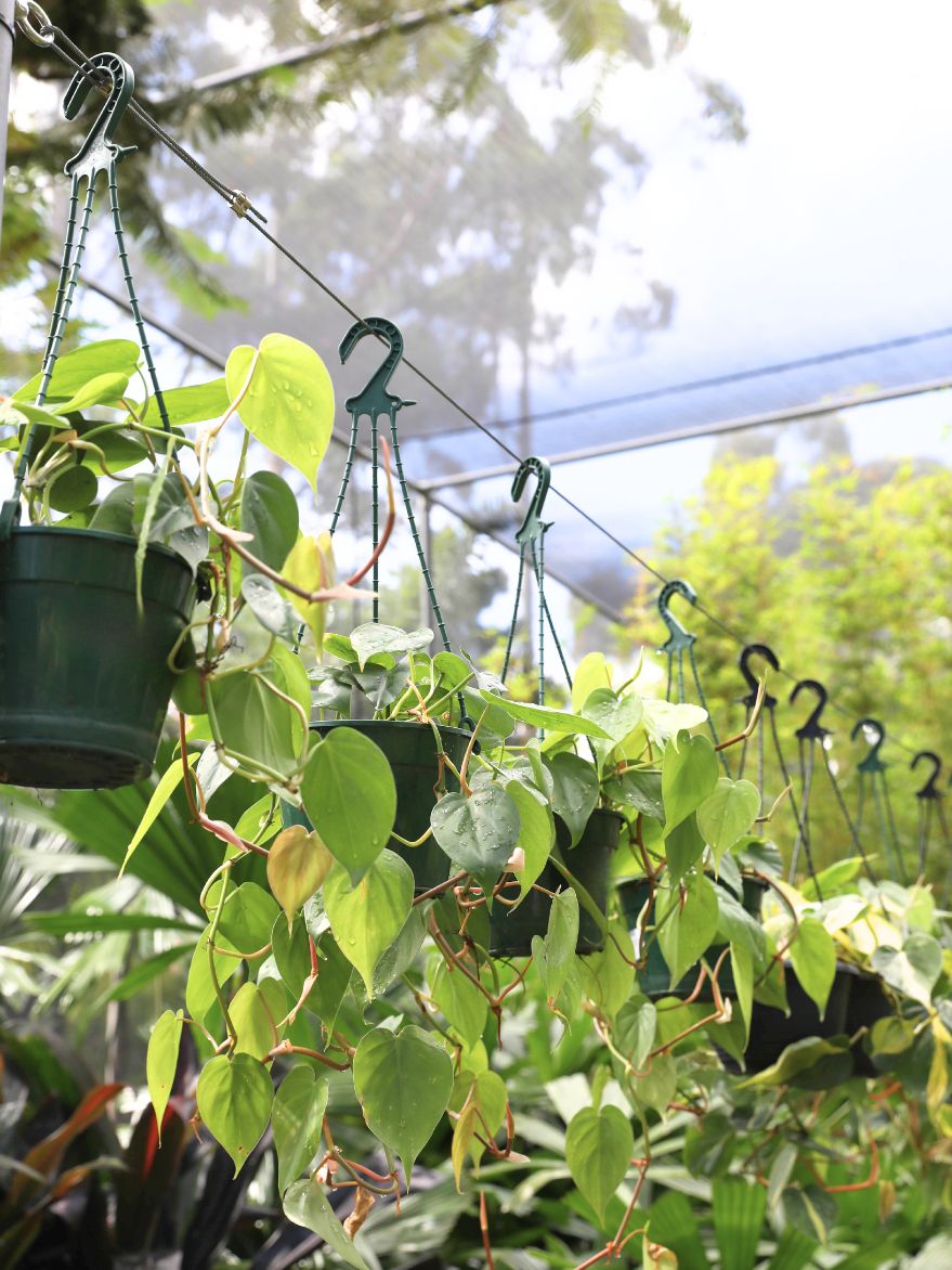 Philodendron cordatum (Heart Leaf Philodendron)