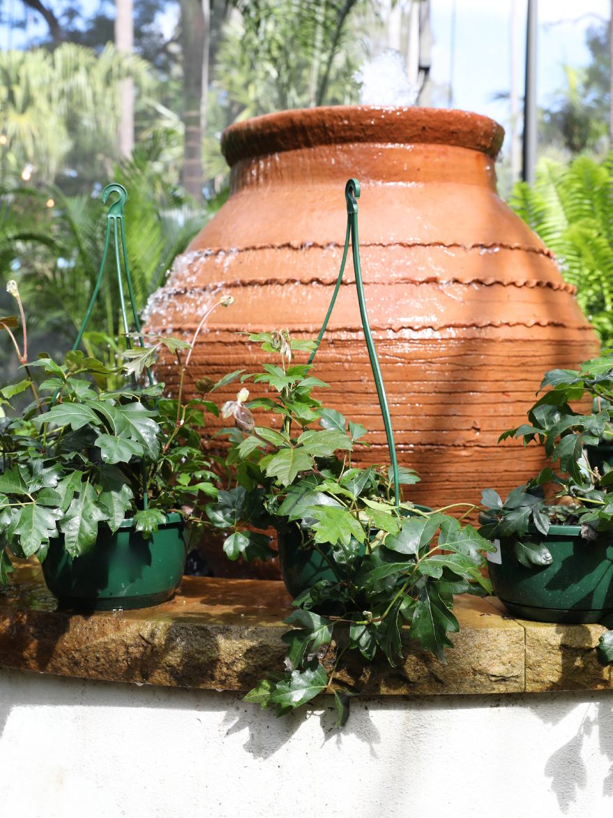 Cissus rhombifolia 'Ellen Danica' (Grape Ivy)