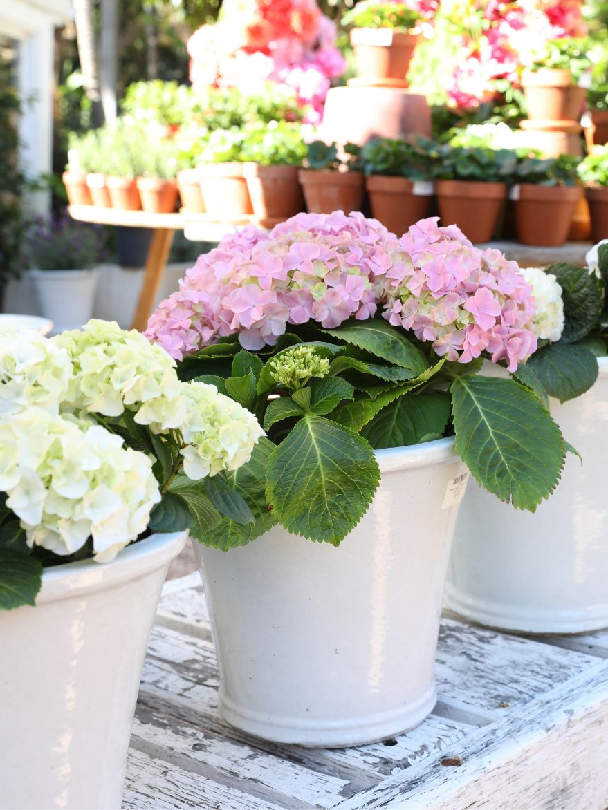 Hydrangea & Pot Set Large