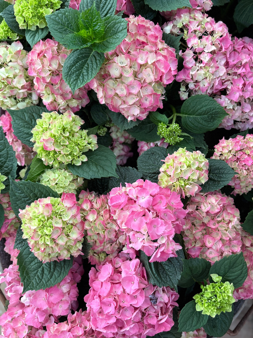 Hydrangea macrophylla (Mophead Hydrangea)