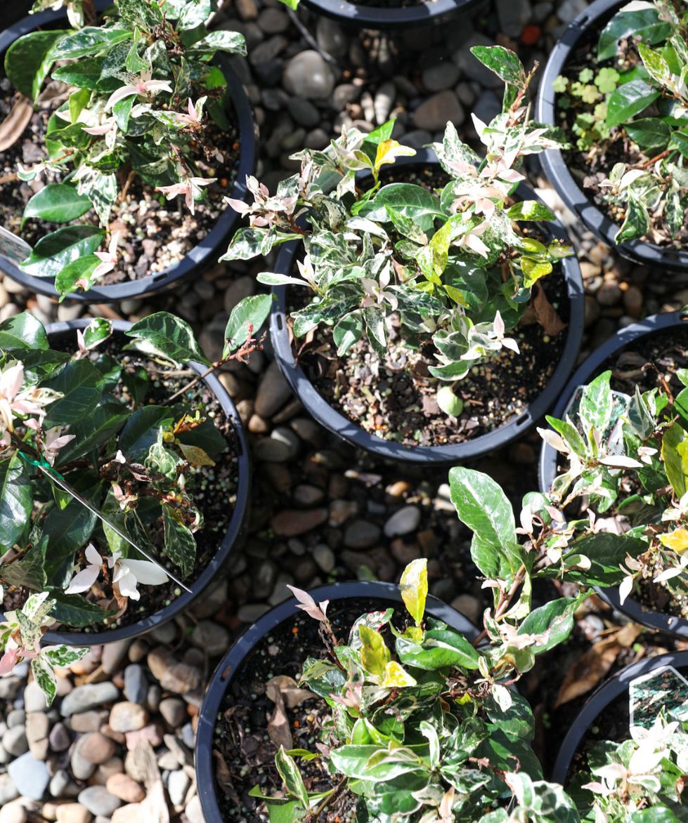 Tri-colour Jasmine (trachelospermum)