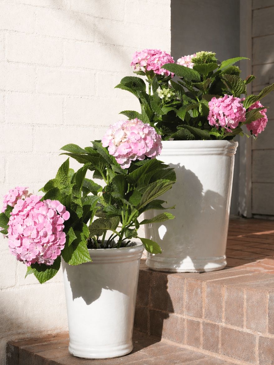 Hydrangea Pot Set