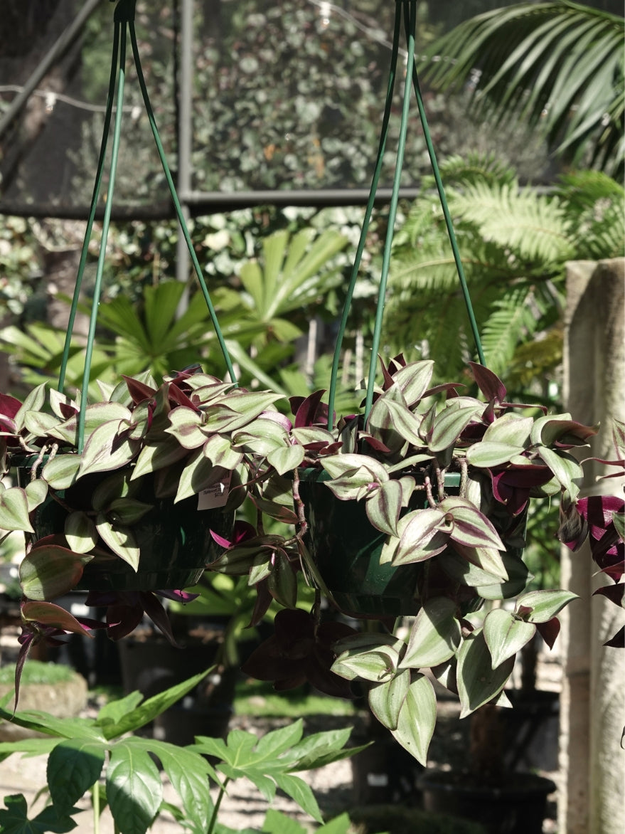Tradescantia ‘Zebrina’ (Spiderwort) 200mm Hanger