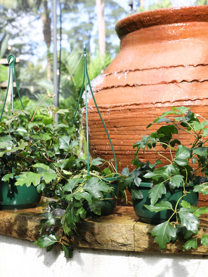 Cissus rhombifolia 'Ellen Danica' (Grape Ivy)