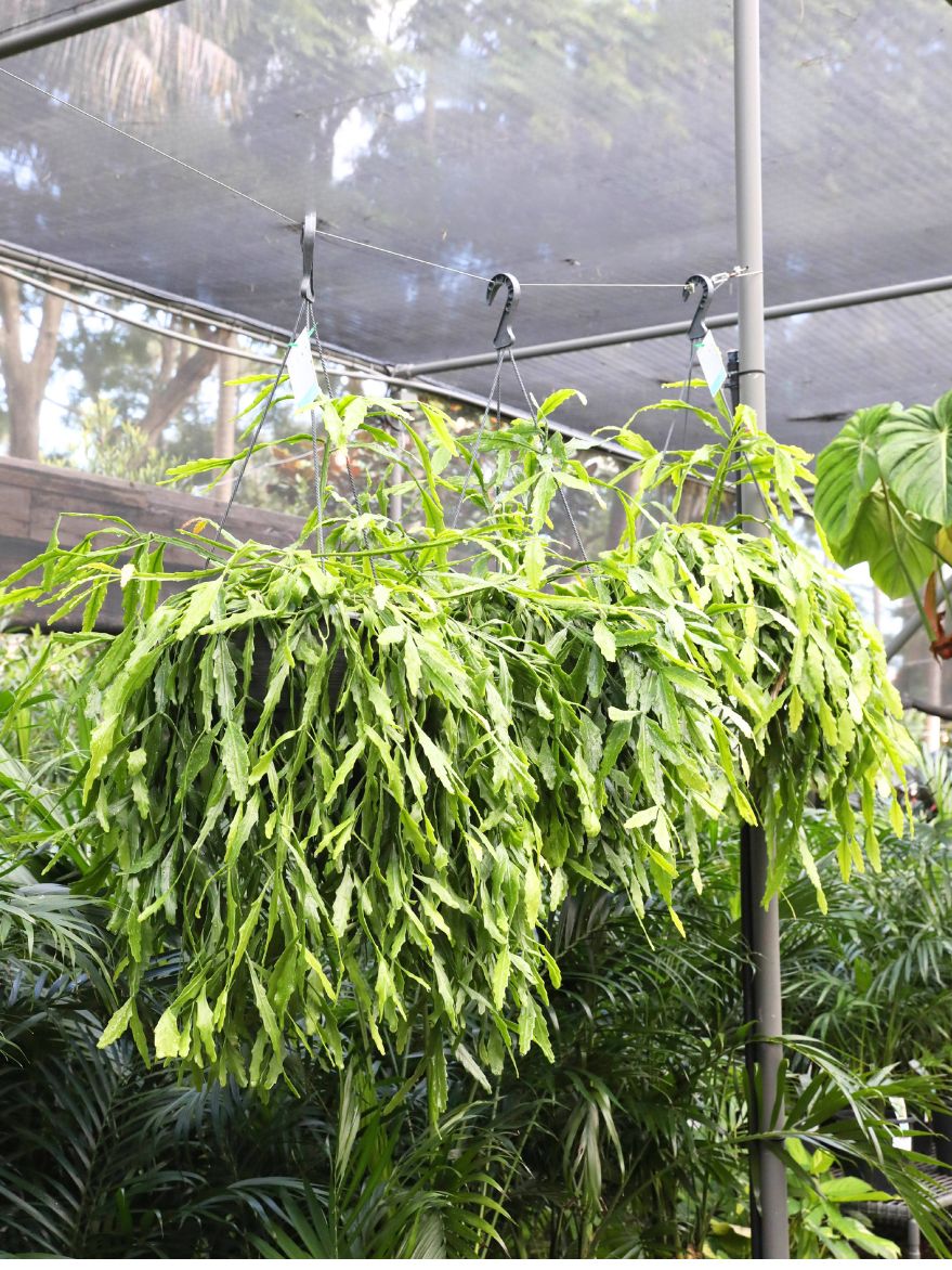 Rhipsalis goebliniana (Mistletoe Cactus) Hanging Basket