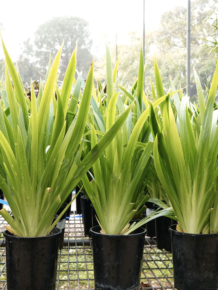 Neomarica northiana (Walking Iris)