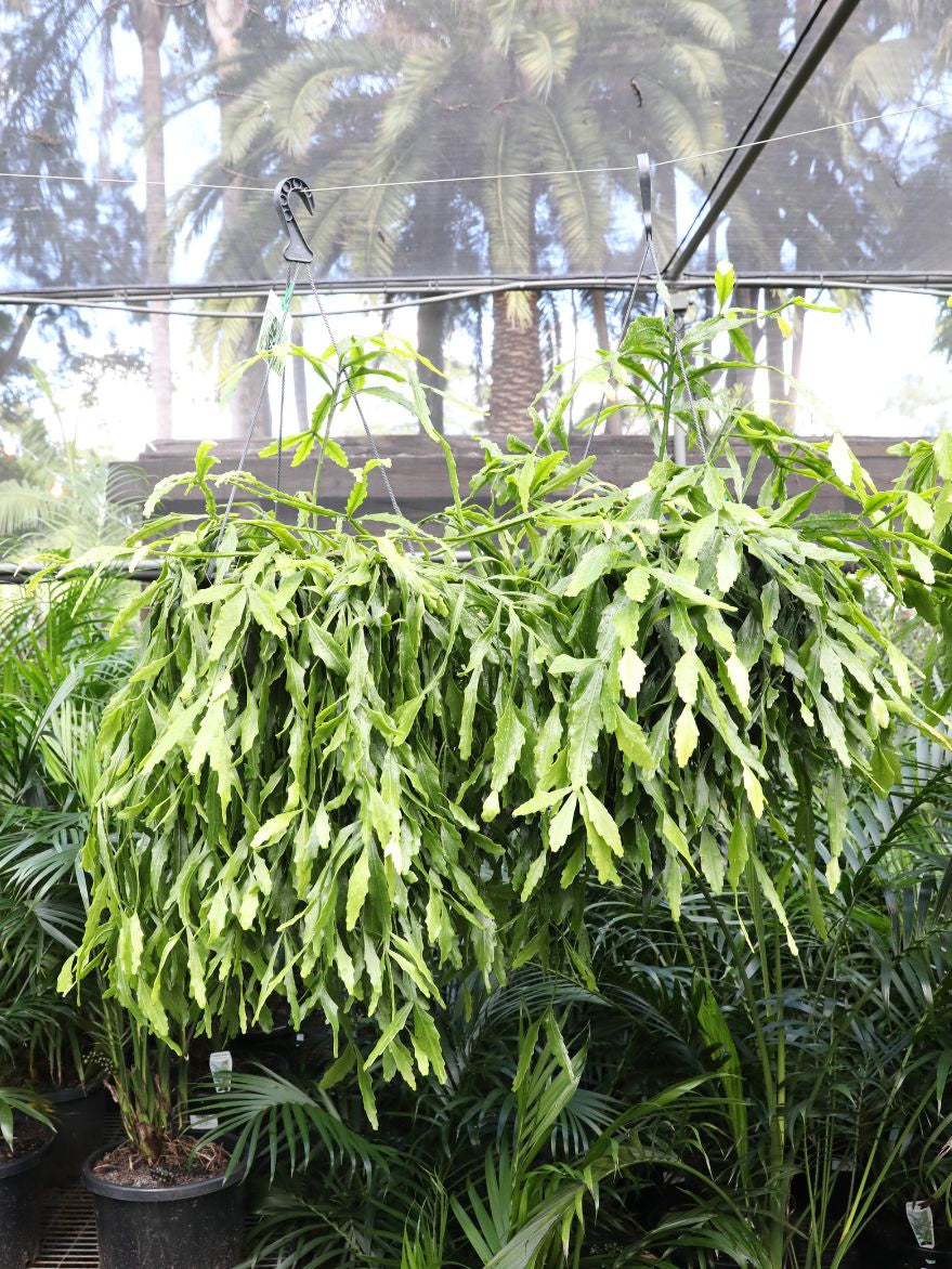 Rhipsalis goebliniana (Mistletoe Cactus) Hanging Basket