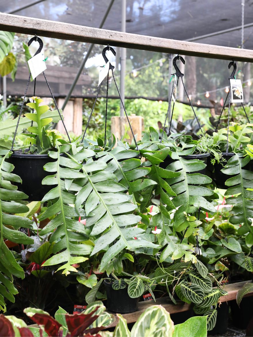 Epiphyllum chrysocardium (Fern Leaf Cactus)