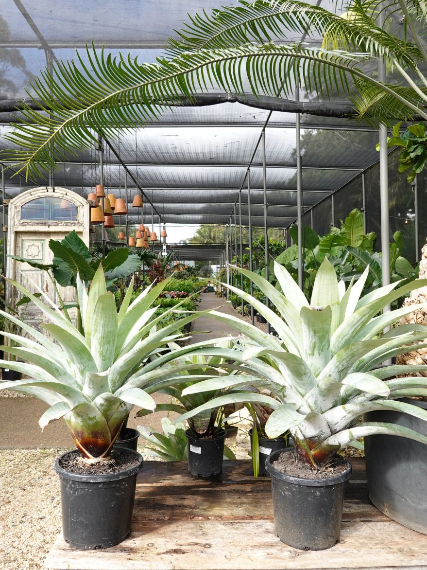 Alcantarea extensa (Giant Bromeliad)