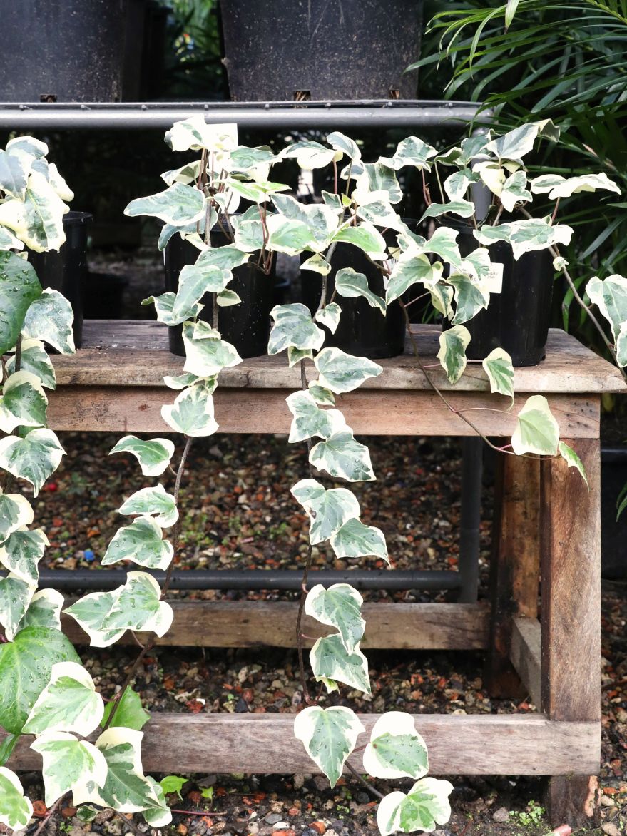 Hedera canariensis 'Variegata' (Canary Island Ivy)