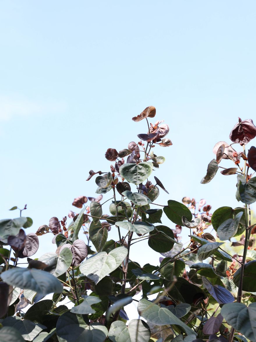 Aged Tiliaceus rubra (Native Hibiscus)