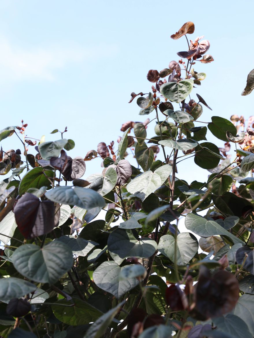 Aged Tiliaceus rubra (Native Hibiscus)