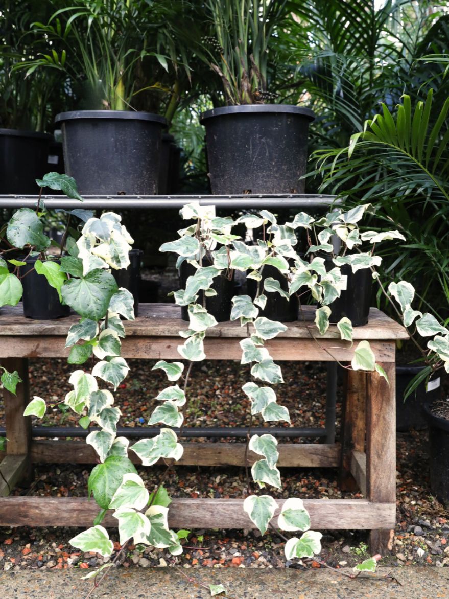 Hedera canariensis 'Variegata' (Canary Island Ivy)