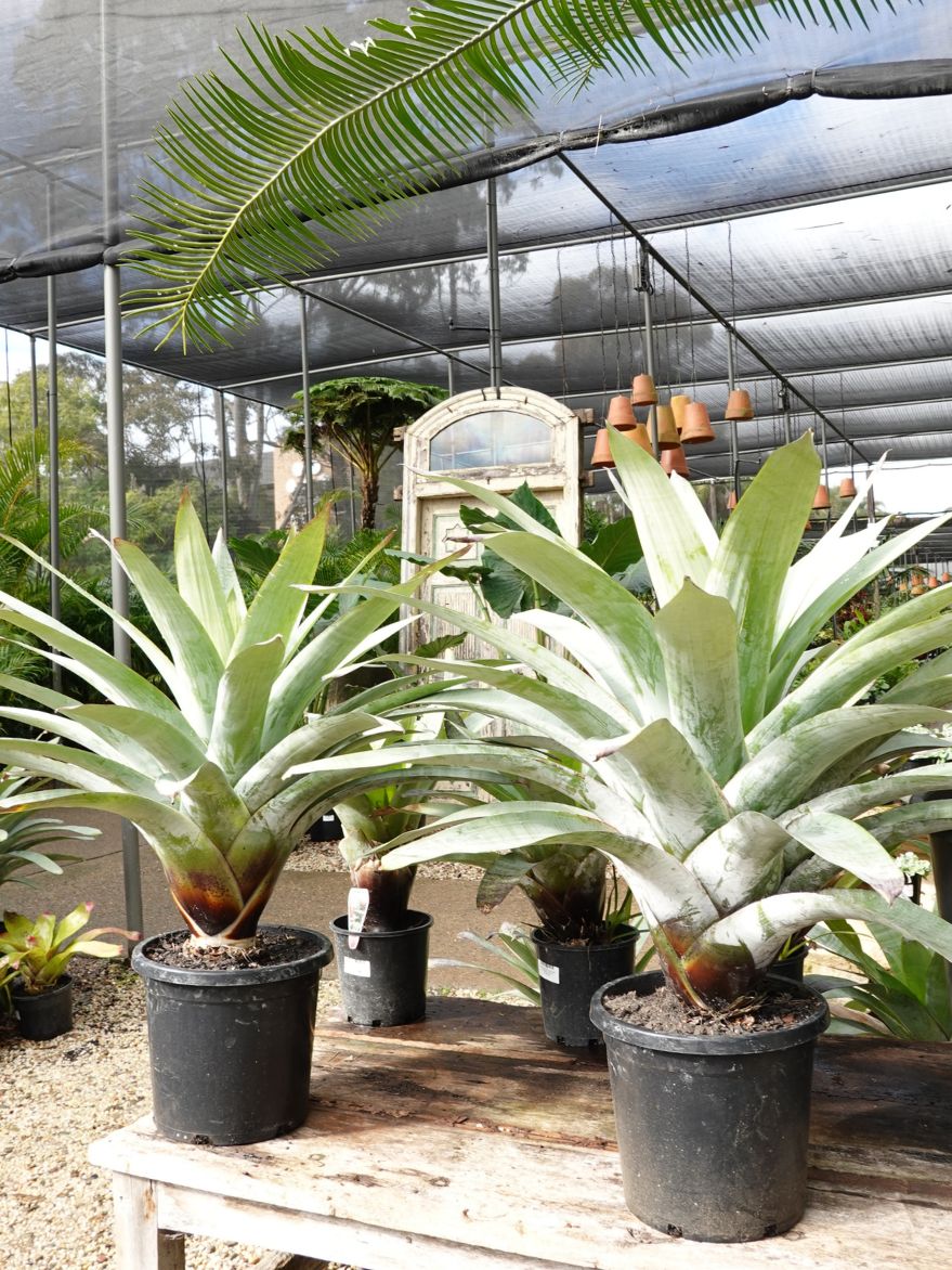 Alcantarea extensa (Giant Bromeliad)
