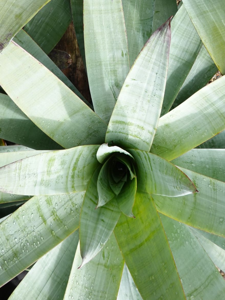 Alcantarea extensa (Giant Bromeliad)