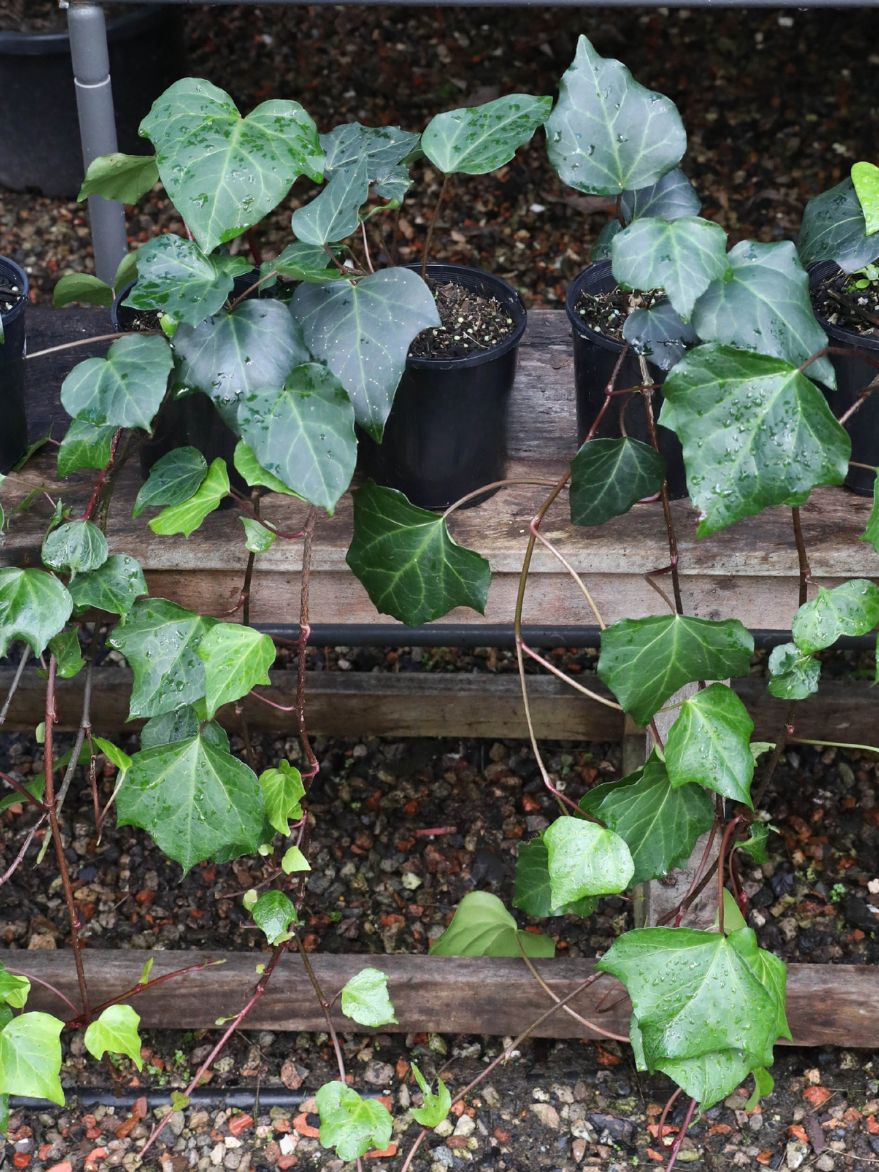 Hedera canariensis (Canary Island Ivy)