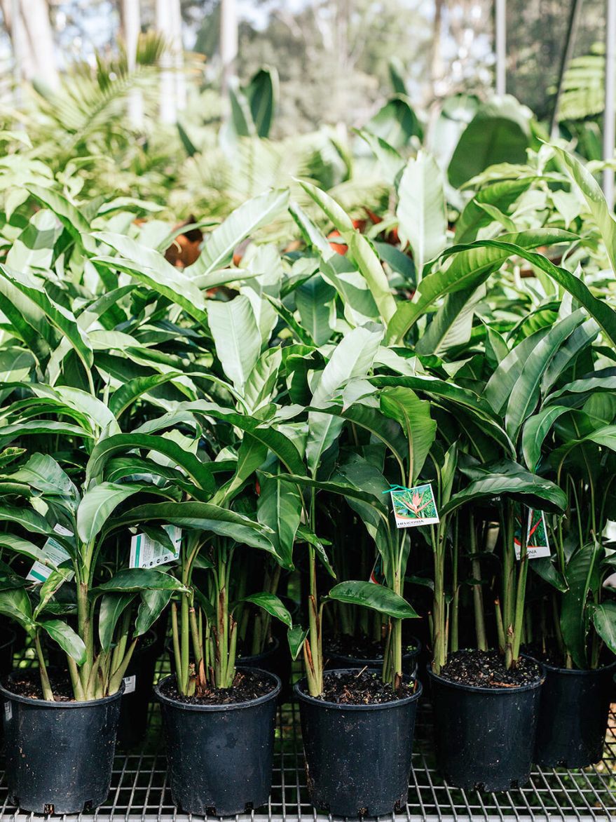 Heliconia 'Red Christmas' (Heliconia Augustus)