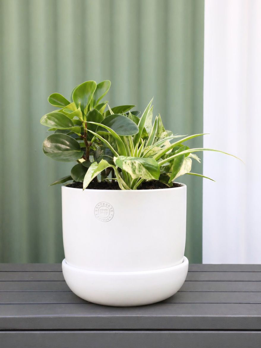 Planted Arrangement 5