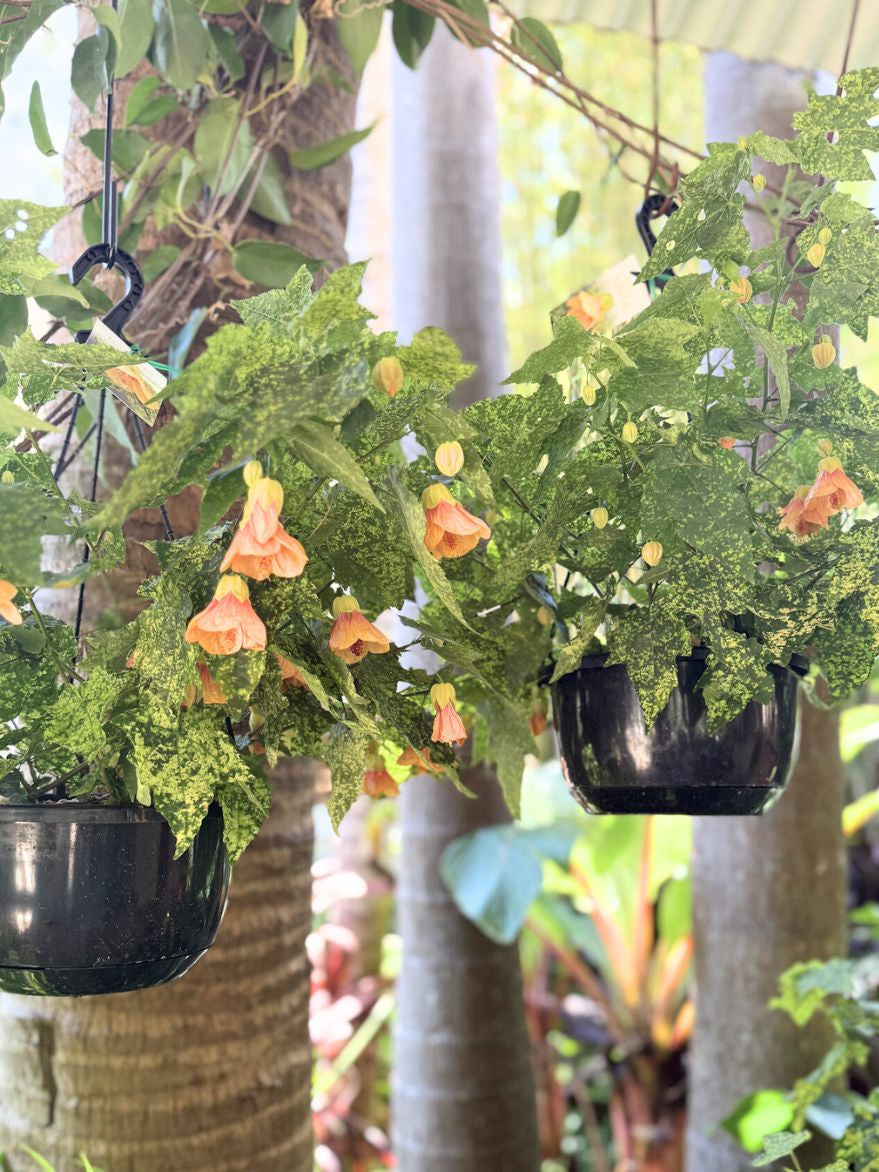 Abutilon 'Marble Bell' (Chinese Lantern) 200mm Hanger