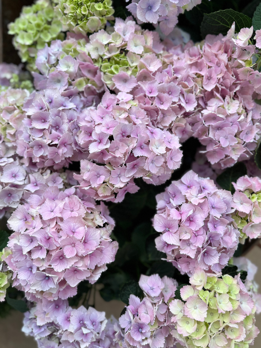 Hydrangea macrophylla (Mophead Hydrangea)