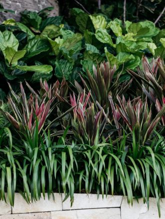 monstera deliciosa buy sydney Monstera deliciosa (Fruit Salad Plant) – The Palms Sydney