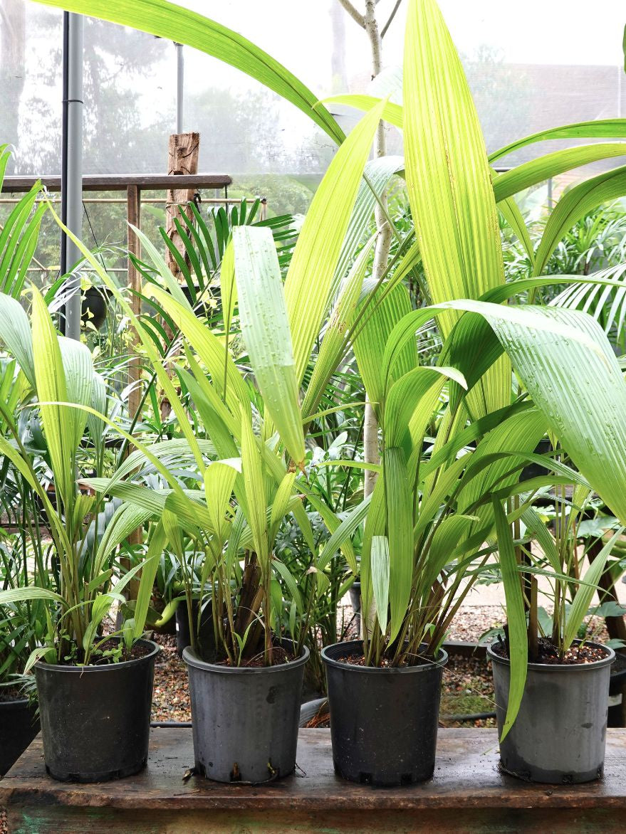 Molineria capitulata (Palm Grass)
