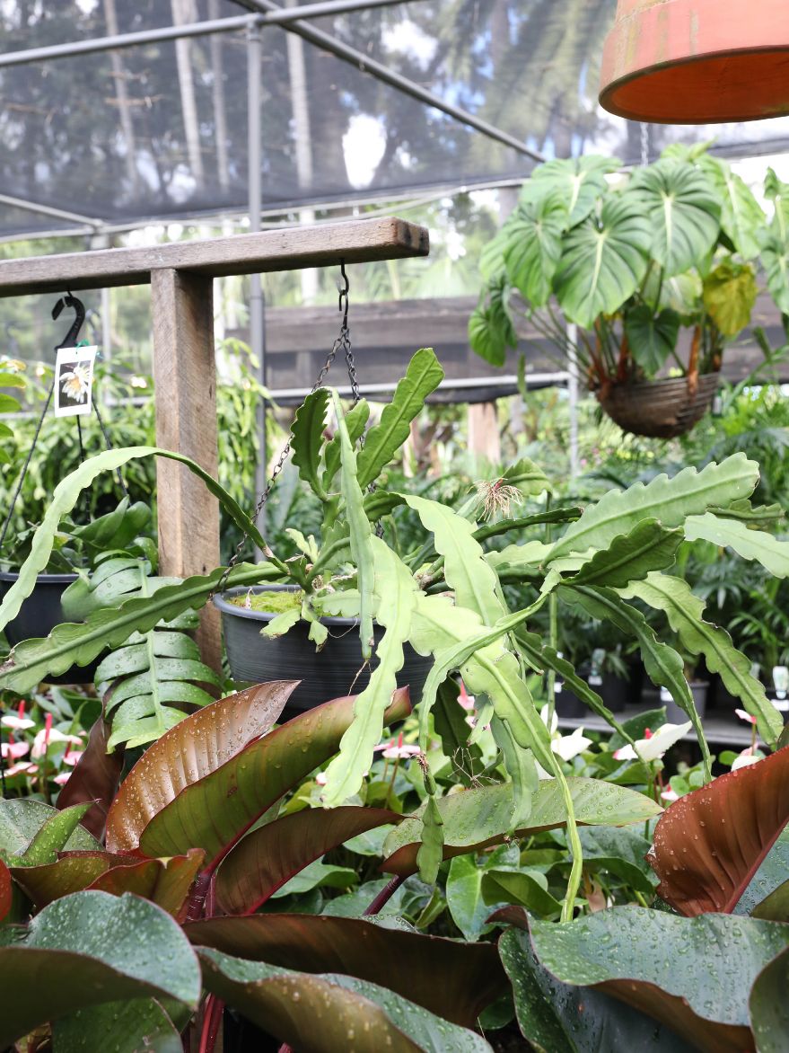 Epiphylum (Orchid Cacti)