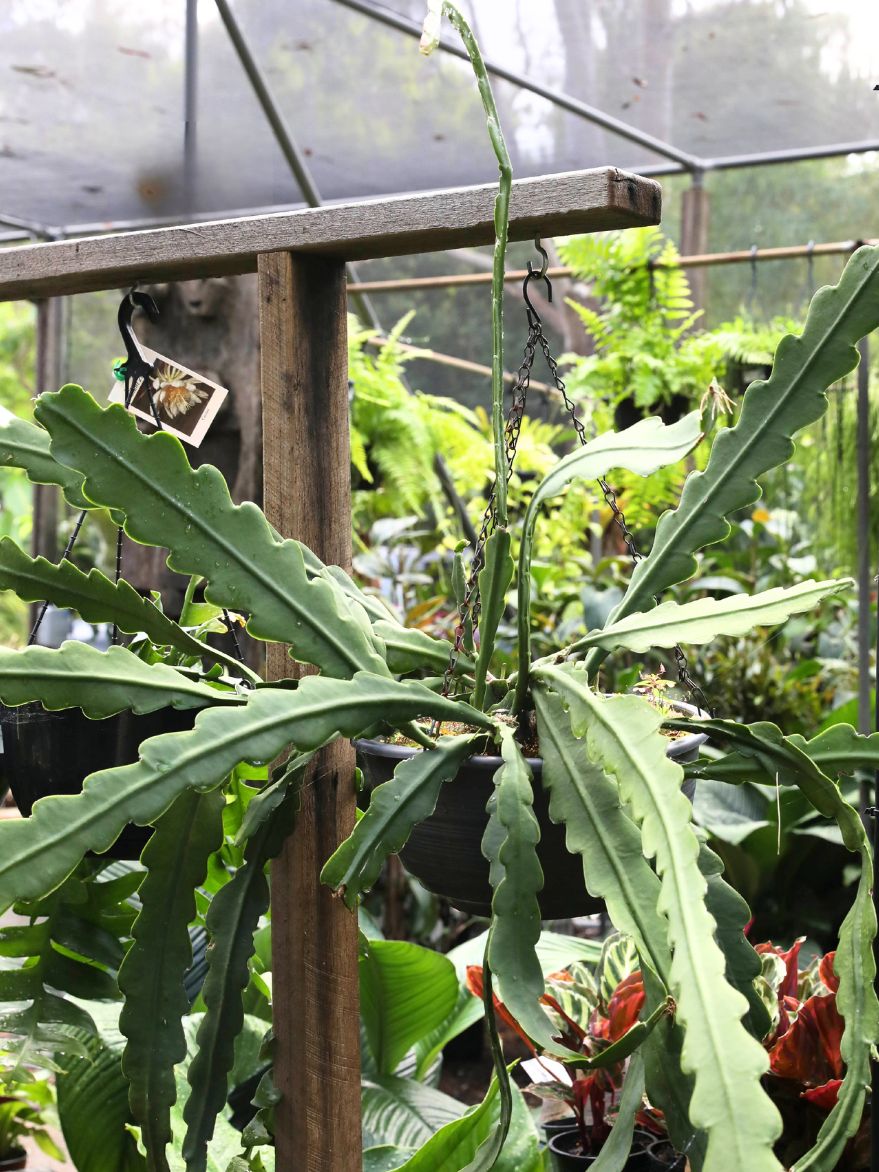 Epiphylum (Orchid Cacti)