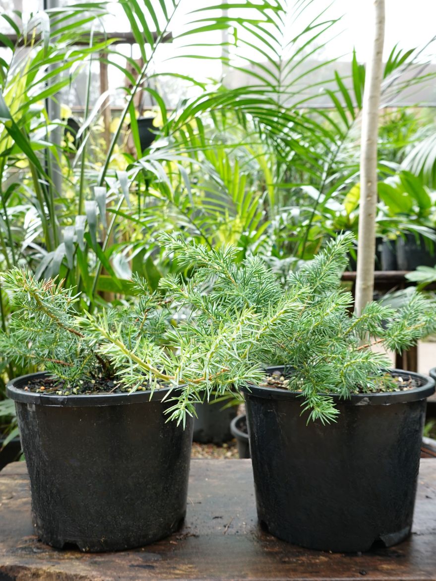 Juniperus conferta (Shore Juniper)