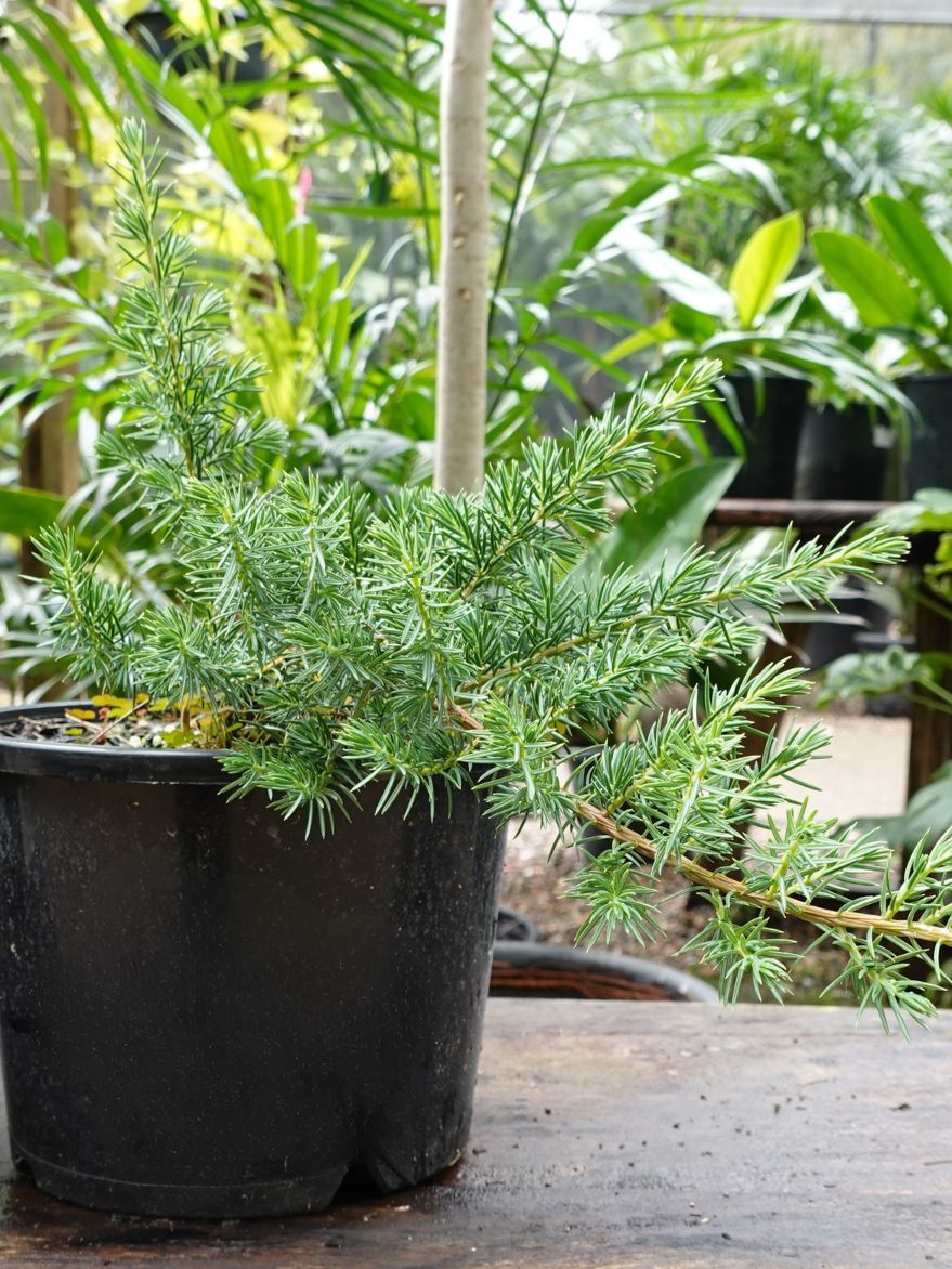 Juniperus conferta (Shore Juniper)