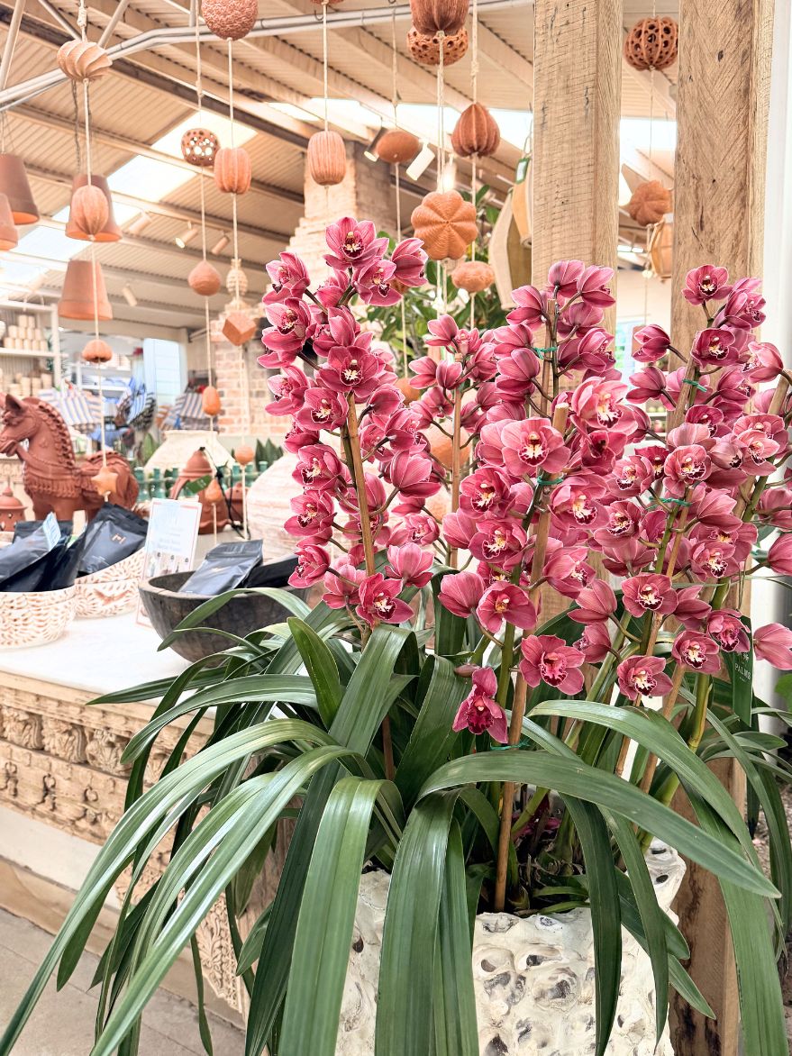 Cymbidium Orchid (Boat Orchid)