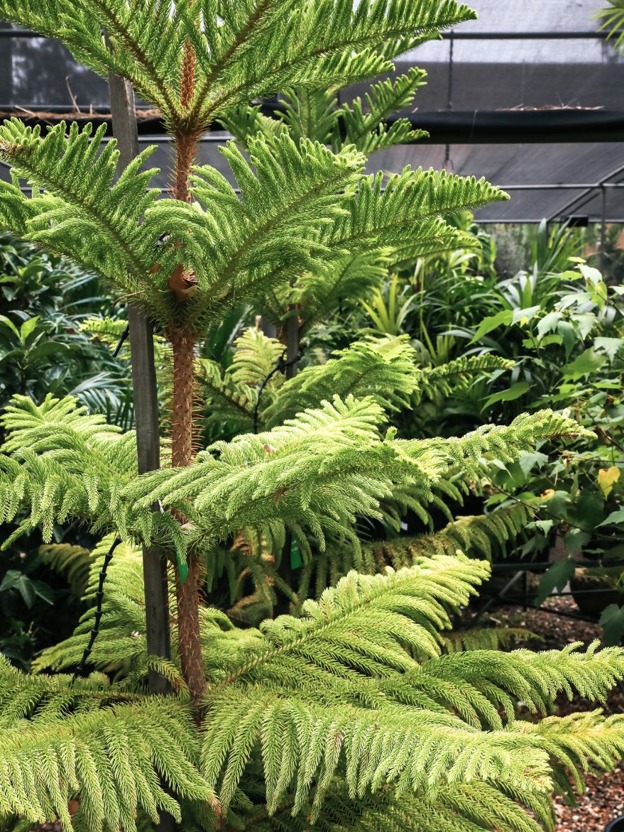 Araucaria heterophylla (Norfolk Island Pine)