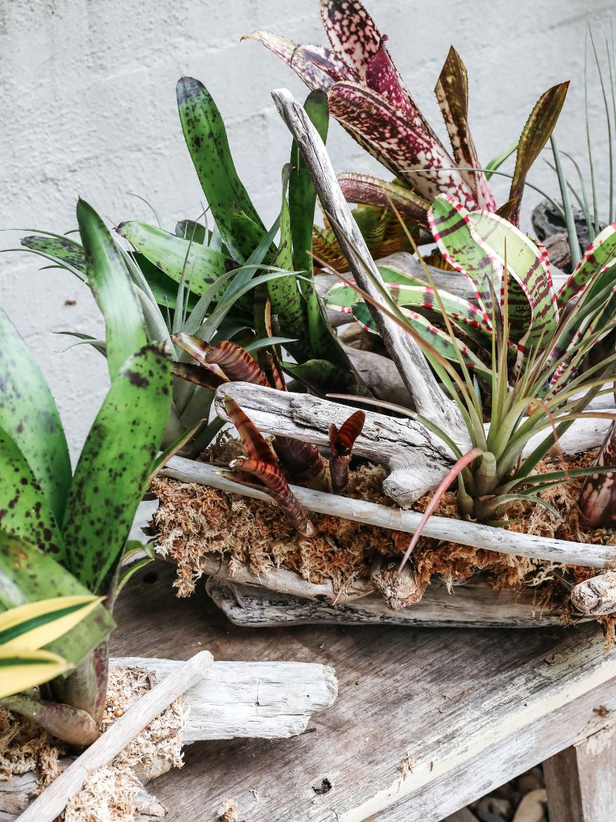 Bromeliads on Driftwood