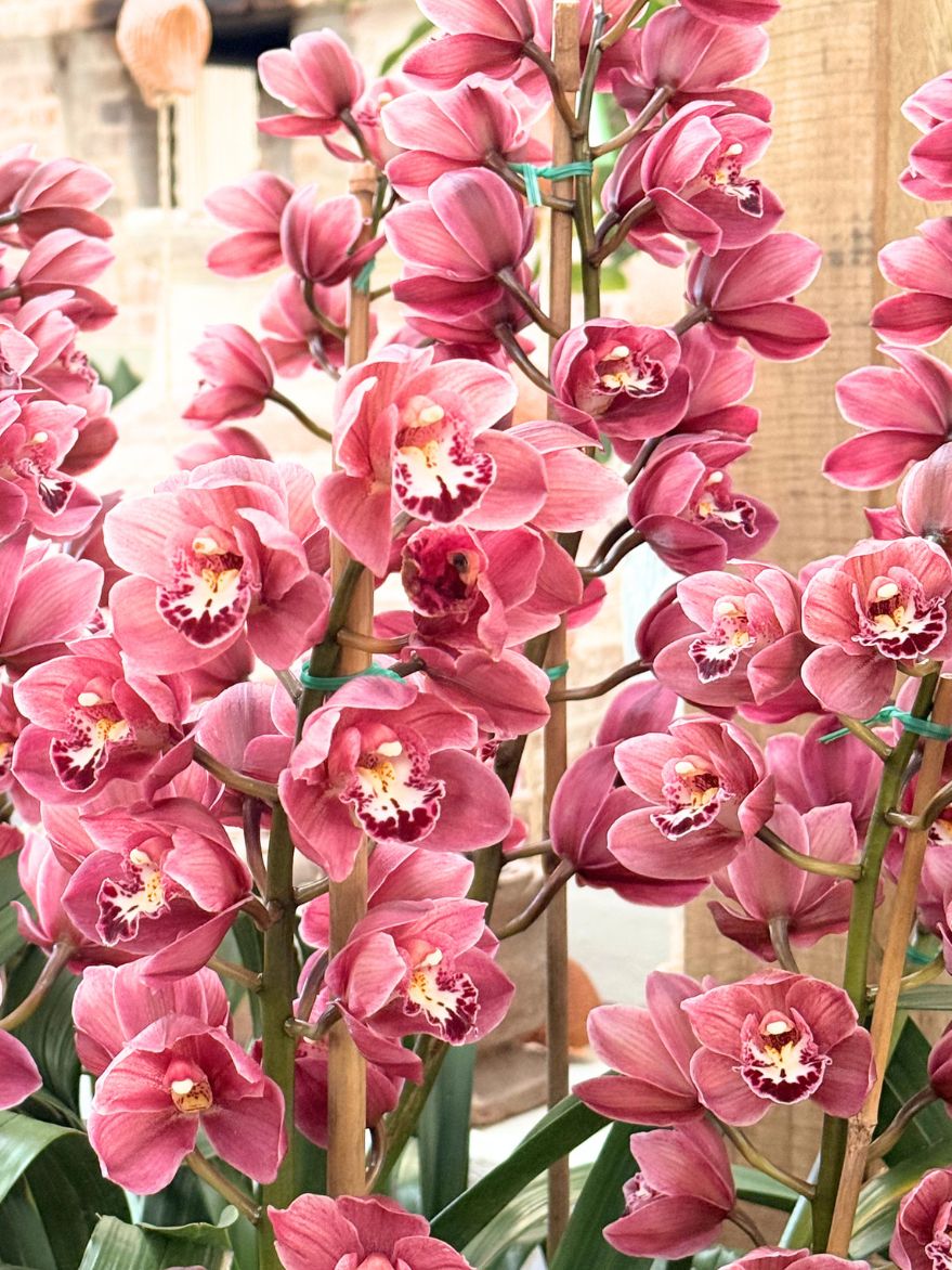 Cymbidium Orchid (Boat Orchid)