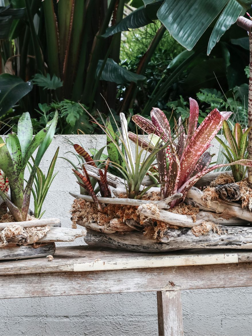 Bromeliads on Driftwood