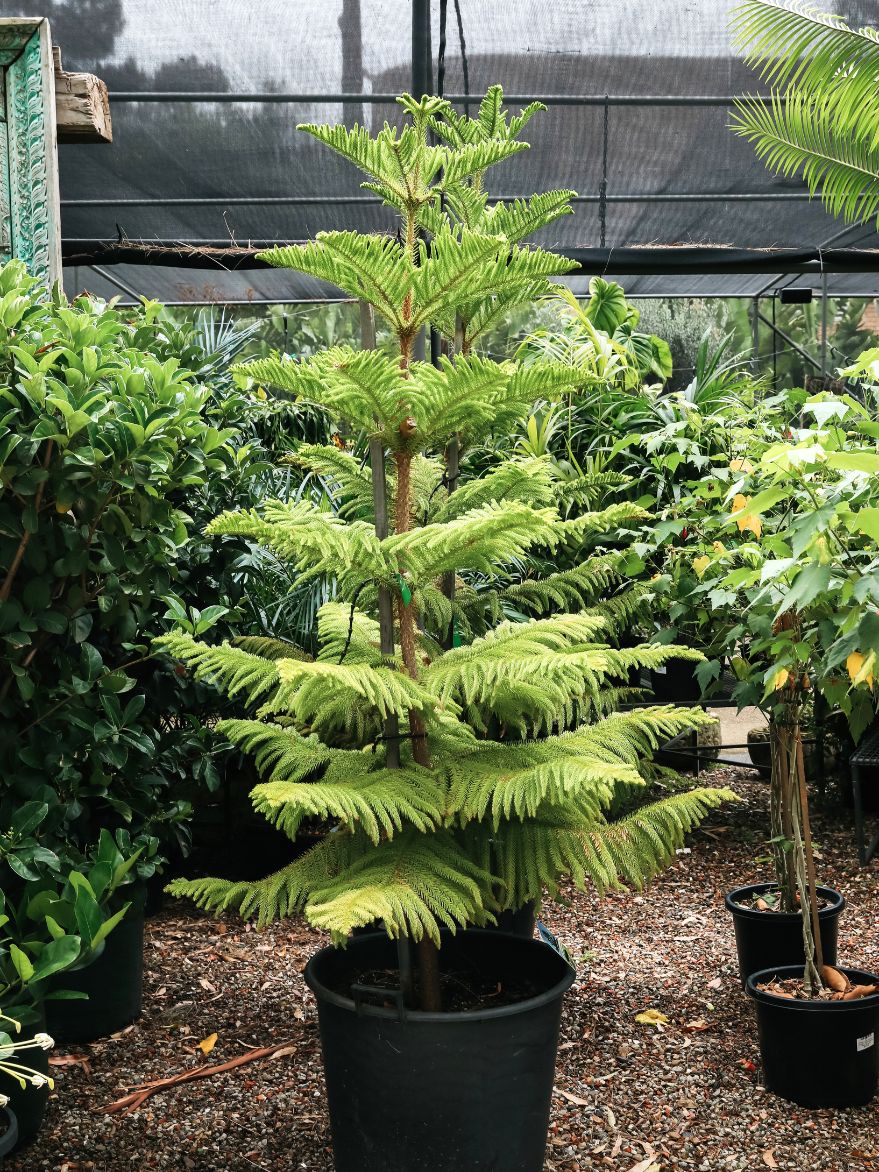 araucaria heterophylla indoor plant Araucaria heterophylla (Norfolk Island Pine) – The Palms Sydney
