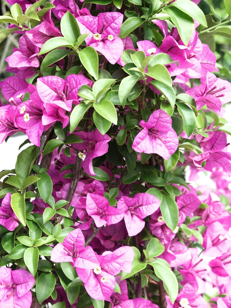 Bougainvillea