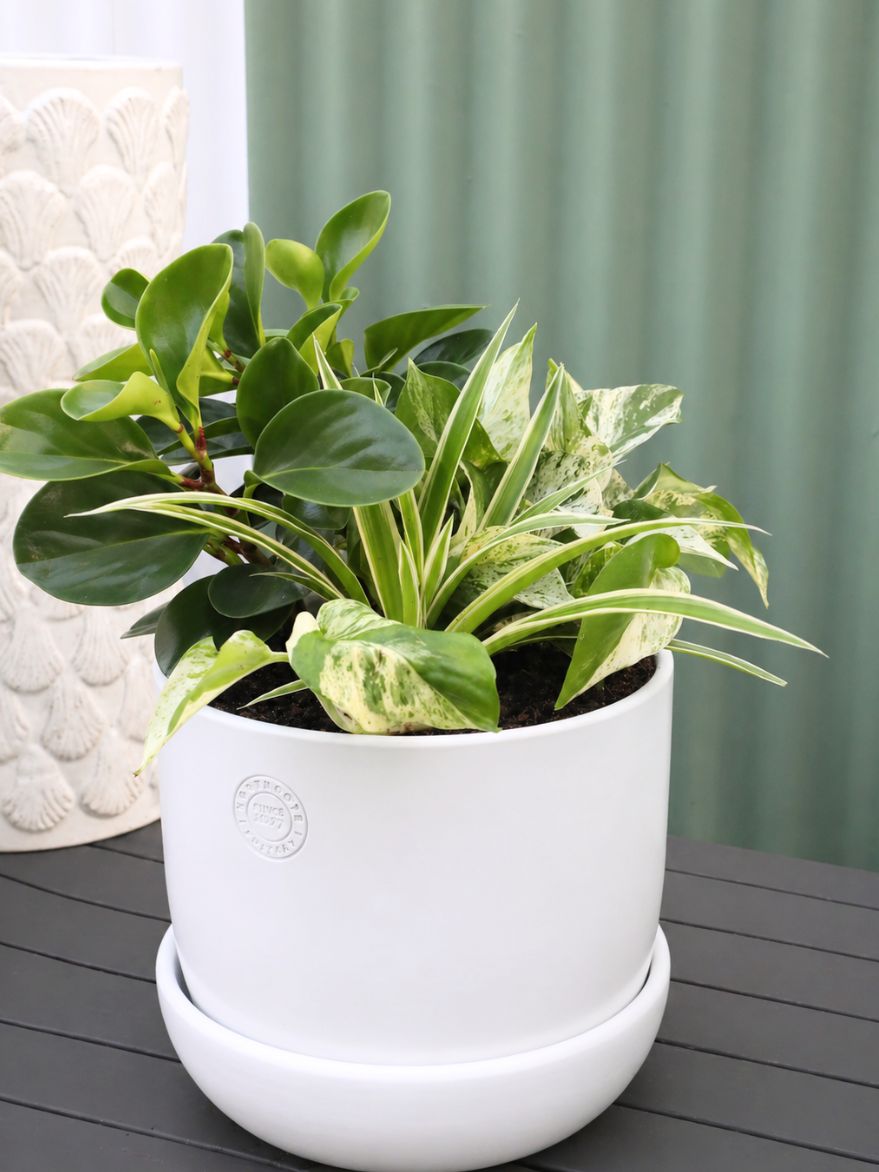 Planted Arrangement 5