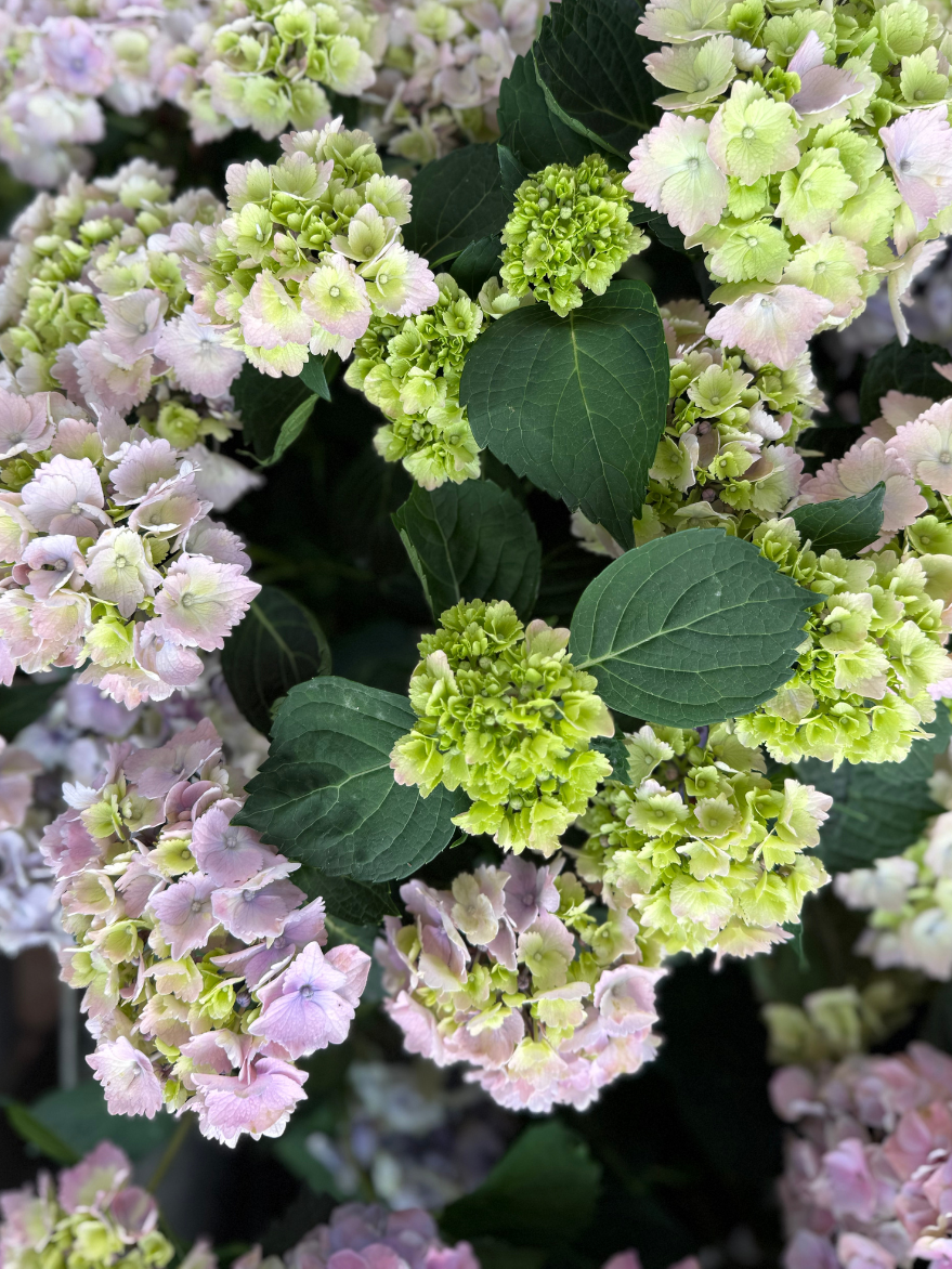 Hydrangea macrophylla (Mophead Hydrangea)