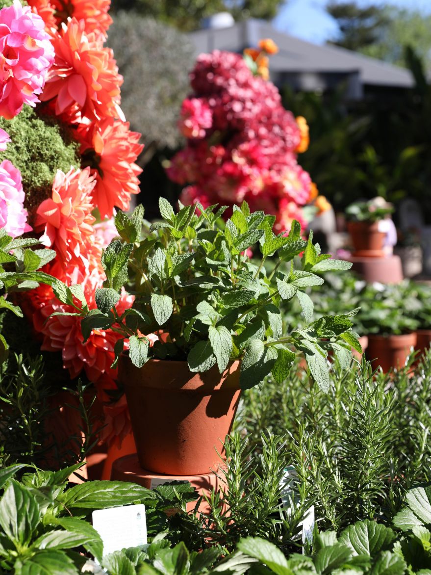 Mint in Terracotta Pot with Saucer