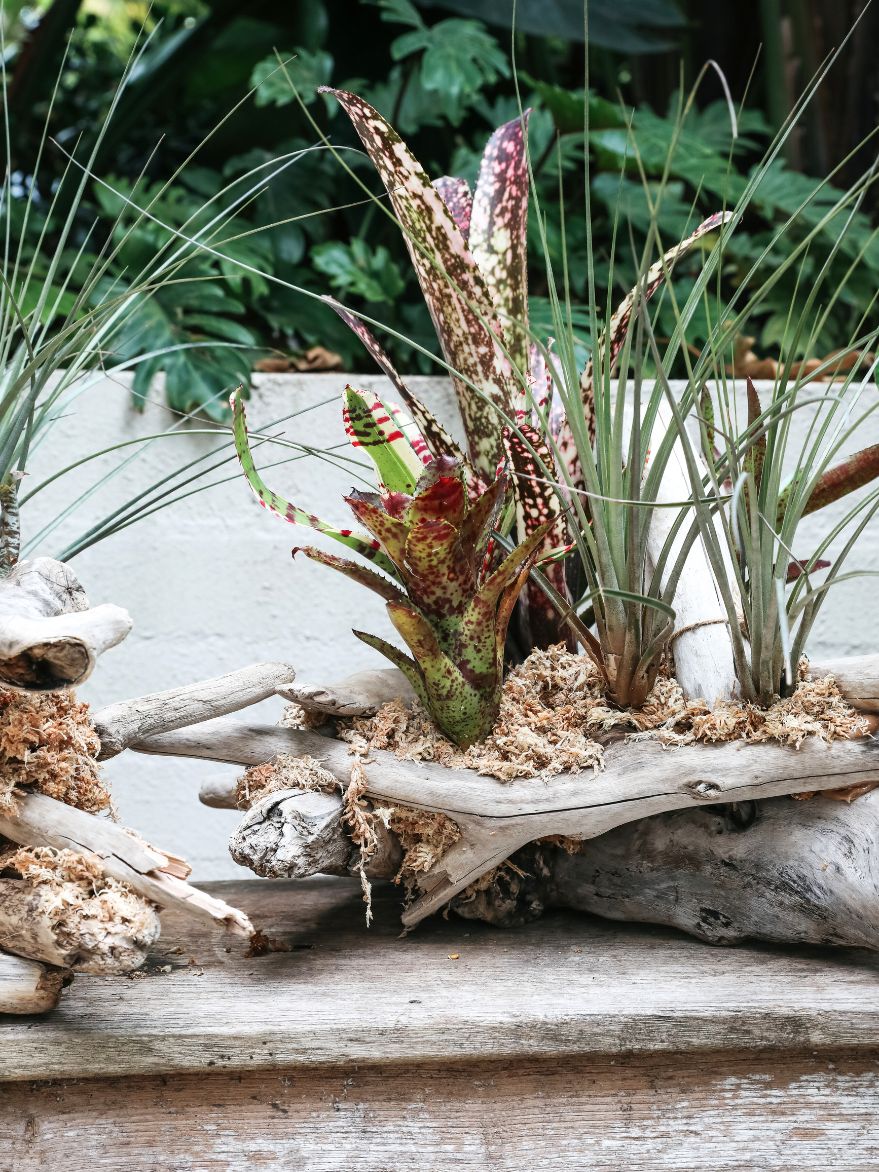 Bromeliads on Driftwood