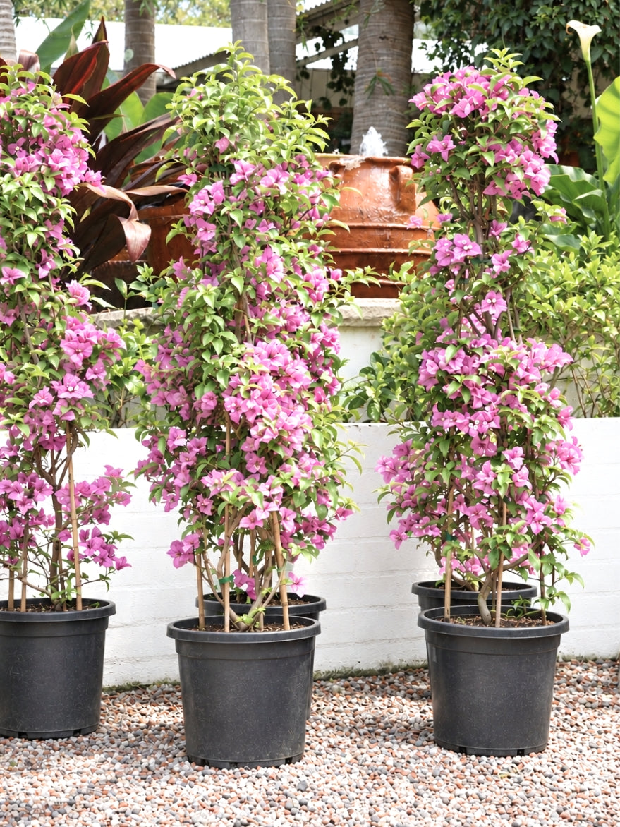 Bougainvillea