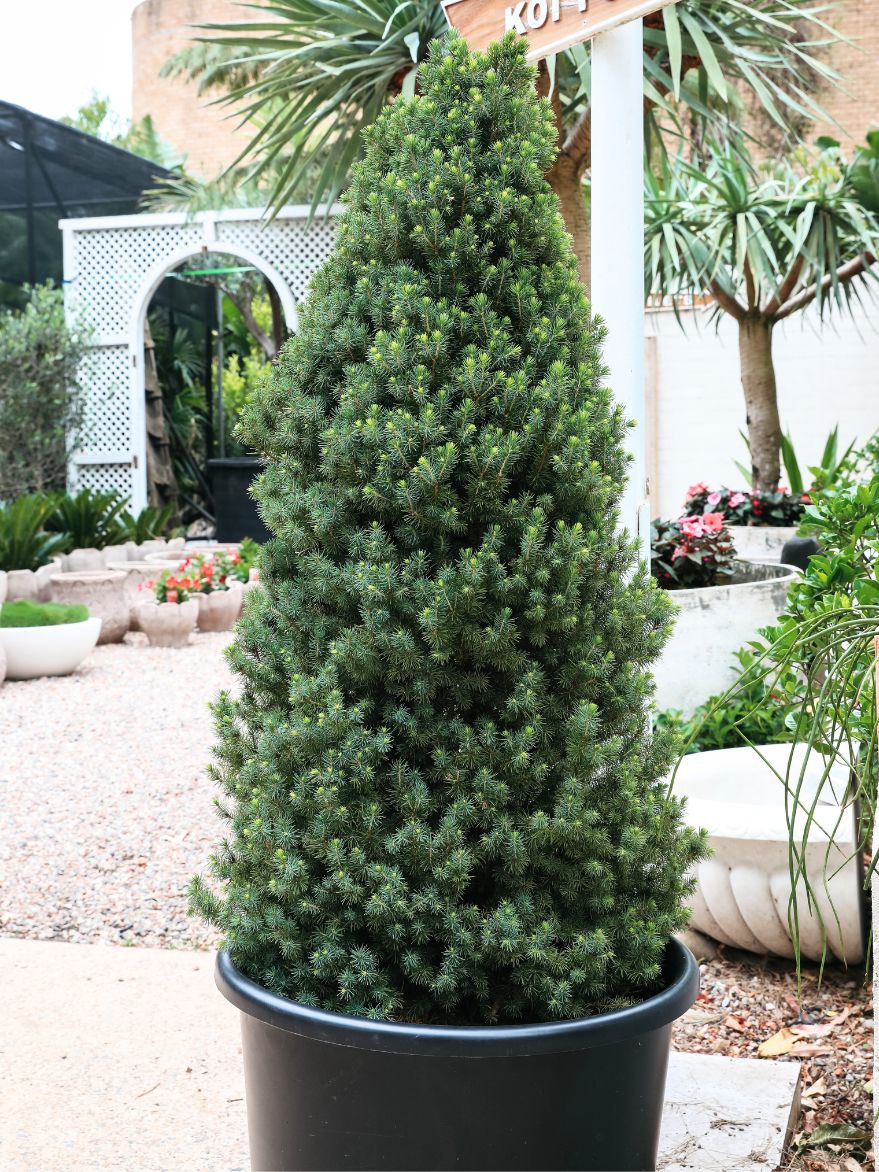 Picea glauca 'Conica' (Dwarf Alberta Spruce) 500mm