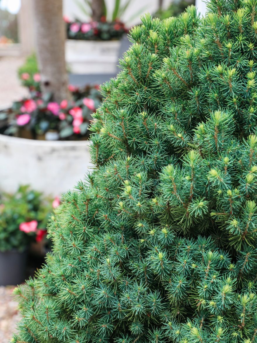 Picea glauca 'Conica' (Dwarf Alberta Spruce) 500mm