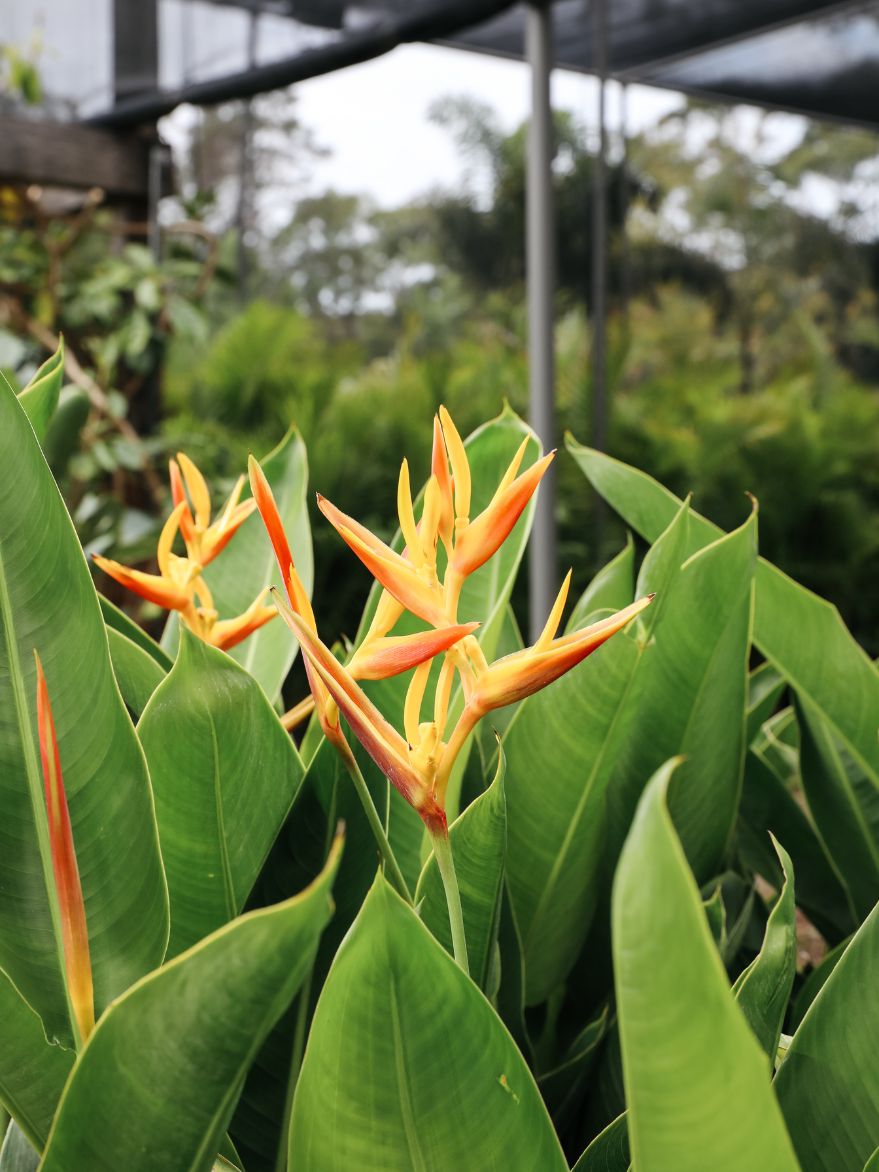 Heliconia 'Niceriensis' (Heliconia)