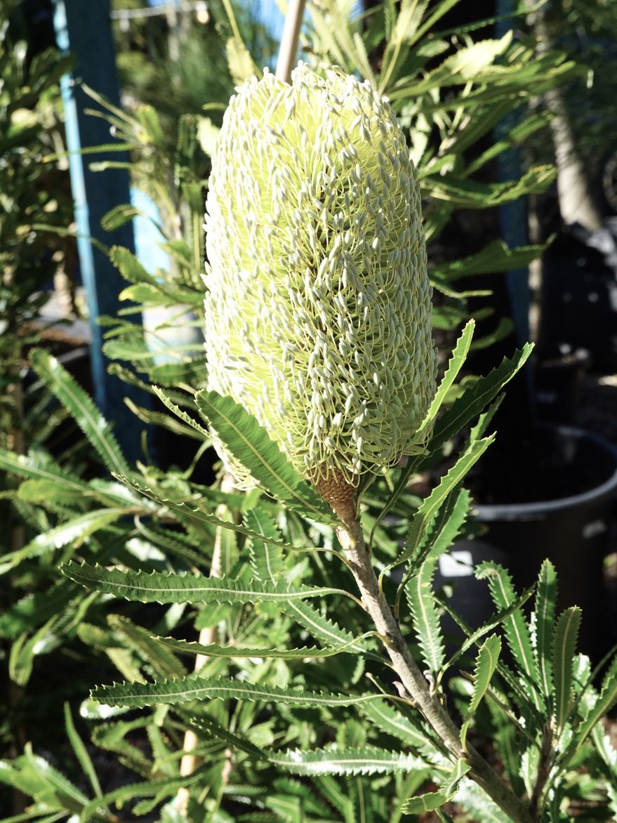 Banksia aemula (Wallum Banksia) 400mm